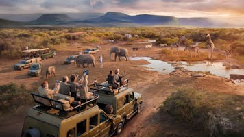 Safari's